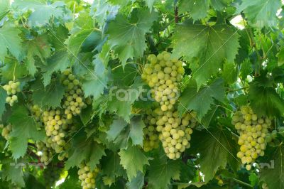 A green grape on the branch