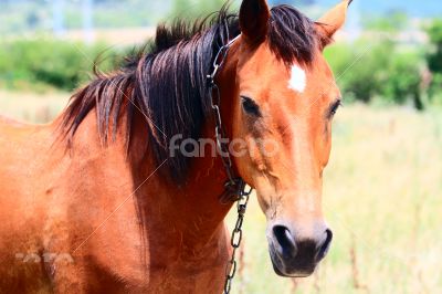 Horse in the meadow. 