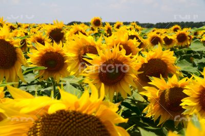 Many large and bright sunflowers on the field. Large yellow peta