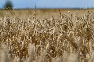 Wheat Fields
