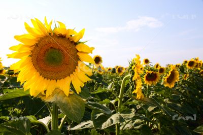Many large and bright sunflowers on the field. Large yellow peta