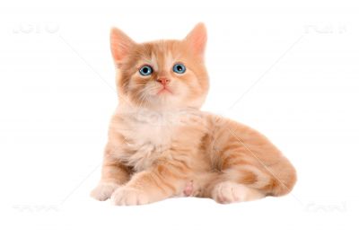 Orange Kitten with Blue Eyes