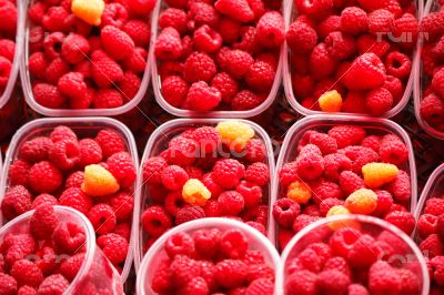 Raspberries in containers for sale.