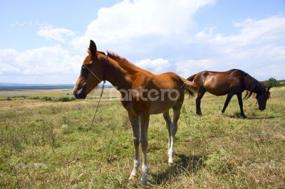Horse and foal grazing in a meadow
