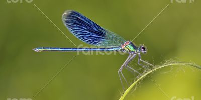 Dragonfly (Crocothemis erythraea)