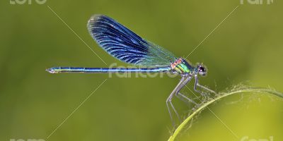 Dragonfly (Crocothemis erythraea)
