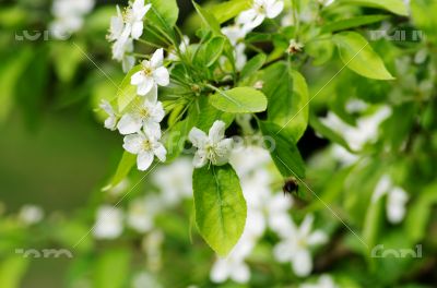 A bee gathers pollen from a cherry tree.