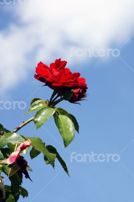 Red Rose