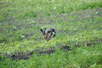 Fugitive rabbit