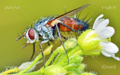 macro fly portrait