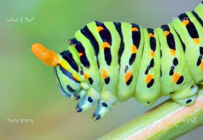 papilio machaon caterpillar