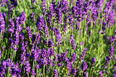 macro of lavender plant. herbal landscape of aromatic plant. 