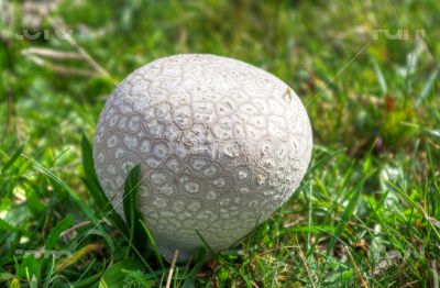 young puffball mushroom in green grass macro