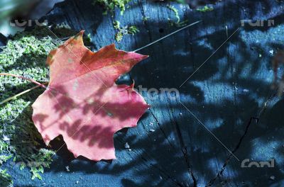 Maple leaf lying on stump