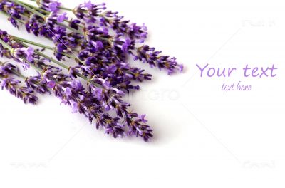  lavender flower on white background 