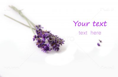  lavender flower on white background 