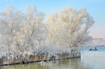 frozen trees