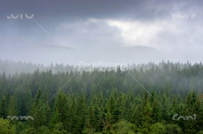 Foggy summer morning in the mountains. Carpathian, Ukraine, 