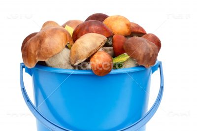 Mushrooms, aspen mushrooms, white, boletus in the bucket on a wh