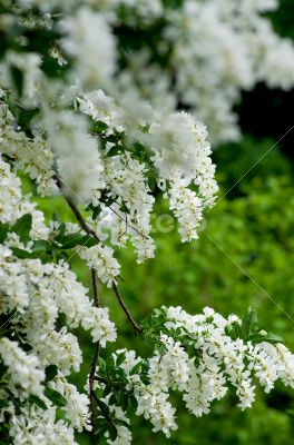 Bird cherry branch over natural background 