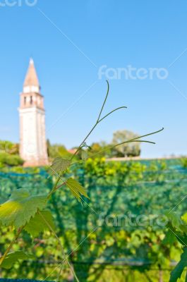 Venice Burano Mazorbo vineyard