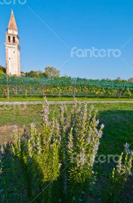 Venice Burano Mazorbo vineyard