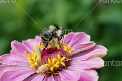 Bumblebee and flower