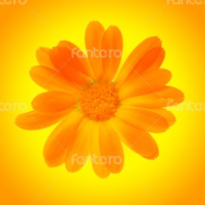 yellow daisy flower