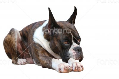 Boxer Dog 