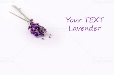 lavender flower on white background 