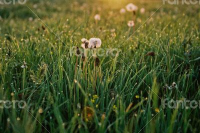 Dandelion flower