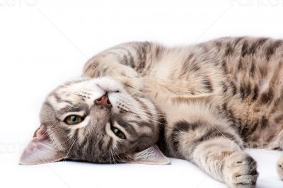 Tabby cat relaxing