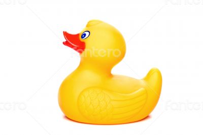 One yellow rubber duckling on white background.