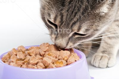 Tabby cat eating food from a bowl