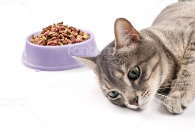 Not hungry cat
