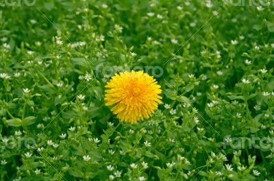 Dandelion on lawn