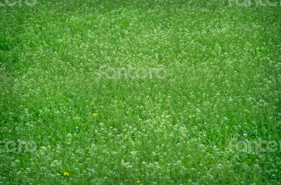 Blooming meadow