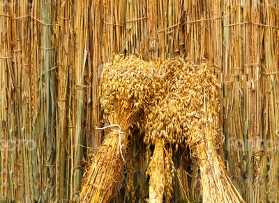 Ears of grain associated in bundles on the background of the fen