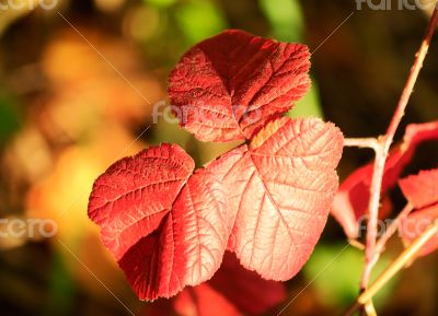 Autumn, beautiful red BlackBerry leaves.