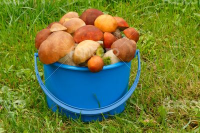Mushrooms, aspen mushrooms, white, boletus in the bucket on the 