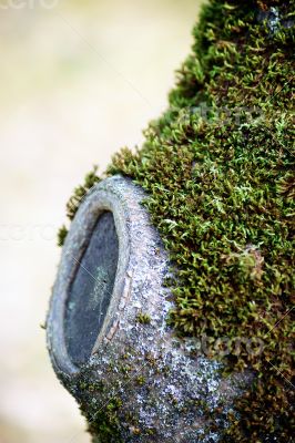 Overgrown snag