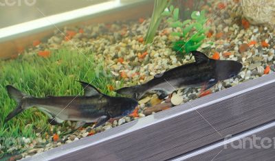 Two fish in a large aquarium