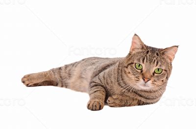 Serious looking tabby cat on a white background