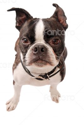 Boston Terrier Dog Close-up