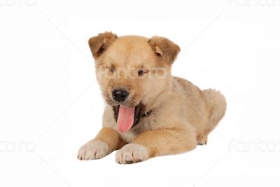 Puppy Yawning on White