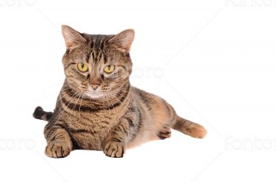 A Grumpy Looking Tabby Cat