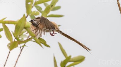 Speckled Mousebird in flight