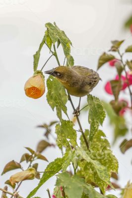 A yellow Robin on a tree