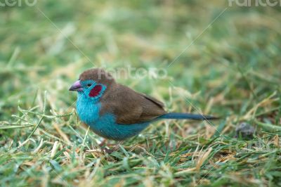 Red-cheeked Cordon-bleu