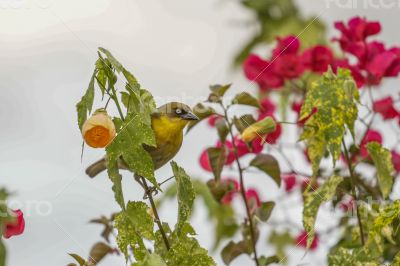 A yellow Robin on a tree